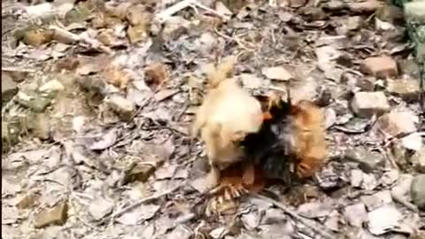 Dog versus Chicken Fighting