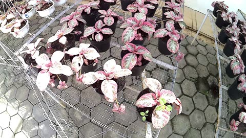 Beautiful Episcia Cleopatra