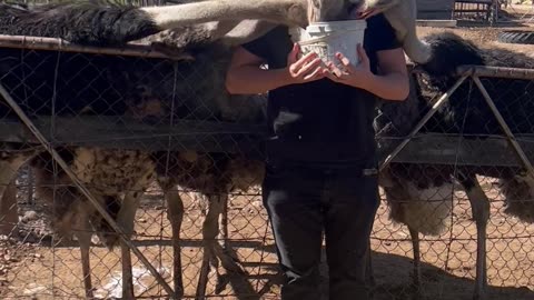 Hungry Ostriches Give Guy a Neck Massage