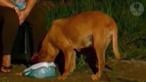 Ve a una perrita recorriendo varios kilómetros cada día con una bolsa en el hocico