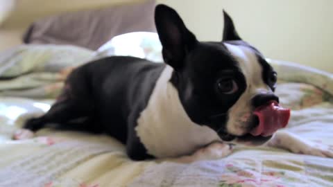 Excited Boston Terrier Runs In Circles For Playtime