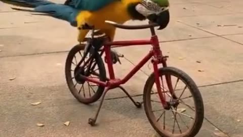 Parrot Tricks: How To Get Your Bird To Ride A Bike.