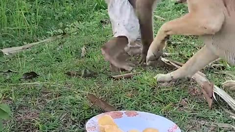 Funny video world animal video