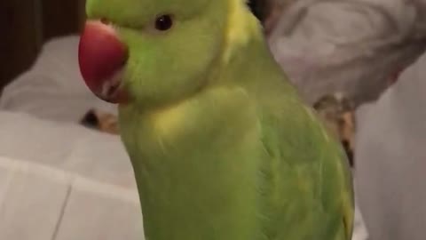 talking-parrot-says-choo-choo-train-with-the-cutest-voice-ever-downstreamer