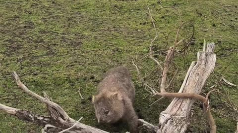 Cute little wombat🥰🥰