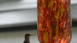 Hummingbird in lightning storm