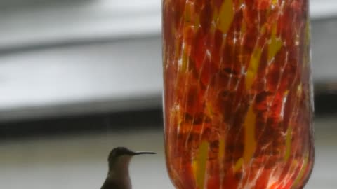 Hummingbird in lightning storm