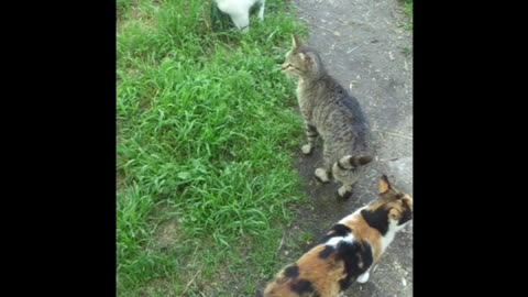 Free Cats met on the street