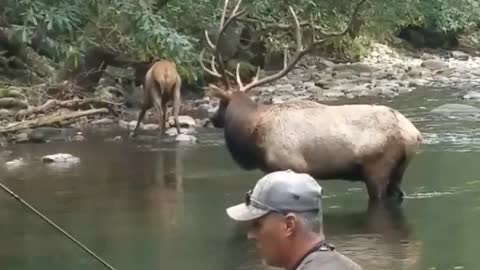 Elk Share Stream with Fisherman