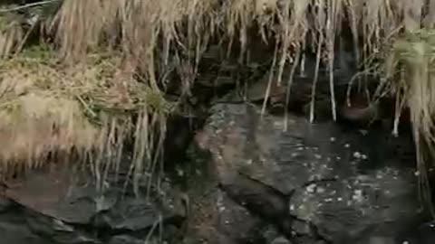 cute cat on an adventure to see a waterfall