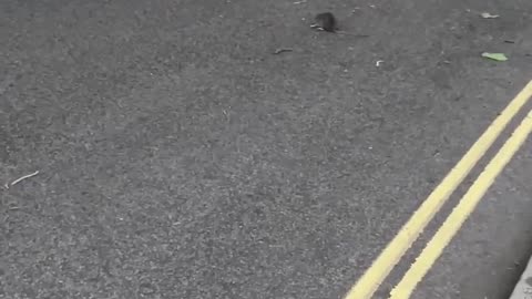 Fox and rat on city roads