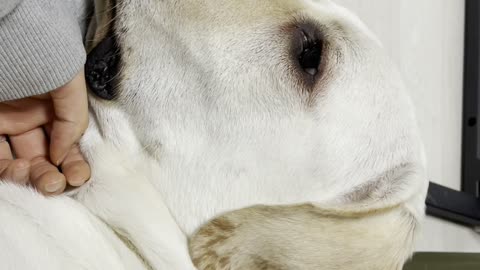 I'm a retriever leaning on my mom.