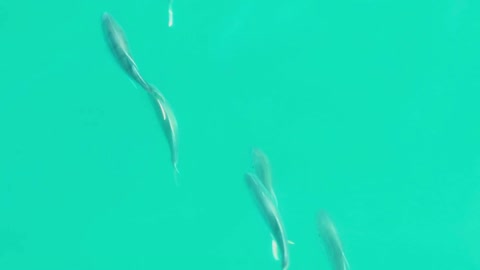 An overhead shot of a school of roosterfish