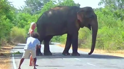 Wild Elephants Sri Lanka | Heart-Stopping Moments Feeding Wild Elephants at High Risk