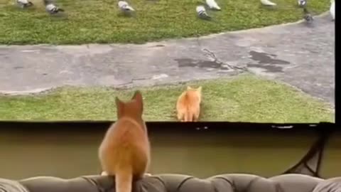 Cat funny video