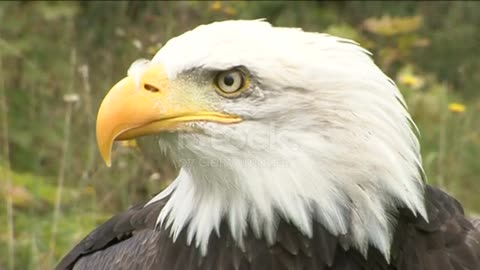 Bald eagle