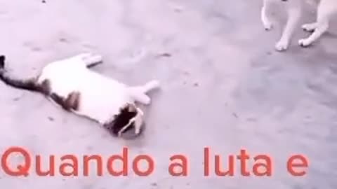 Quando a luta e combinada