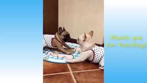 Video de risa...de los Gatos y perros 🐱🐶😂😂😂😂