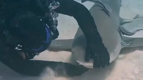 Attempt to remove a hook from a Lemon Shark by diver