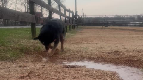 Sissy the Water-Obsessed Dog on Duty