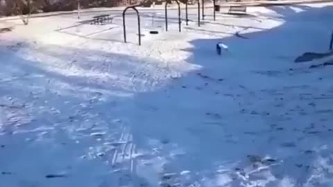 Dog skating on his own