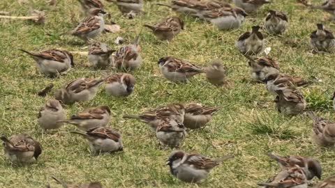 Sparrows birds gathering together