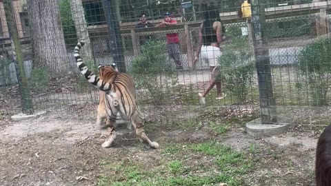 Woman Jumps Barricade to Pet Tiger at New Jersey Zoo