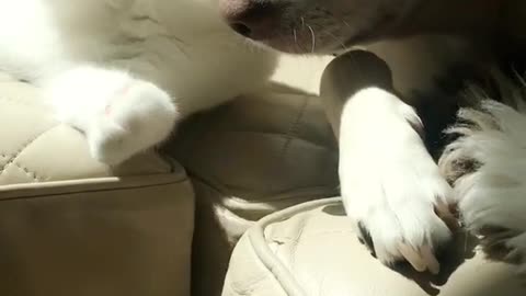 White cat plays with white dog on brown couch