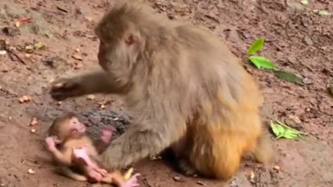 Poor baby monkey