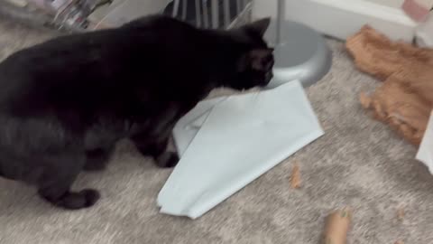 Cute Precious Piper Enjoys Her Playtime in the Office - Adopting a Cat from a Shelter Vlog