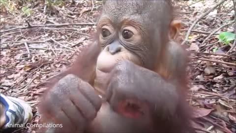 Baby Orangutan Are Adorable - Cutest Compilation