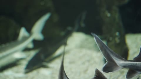 A variety of fish swim in their environment. Lots of variety of fish behind glass in an aquarium