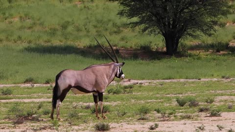 Wild Animal Collection: A Majestic Showcase of Nature's Wonders