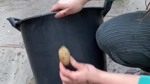 Growing Potatoes In Containers