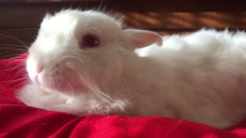 Cute White Rabbit in front of the camera