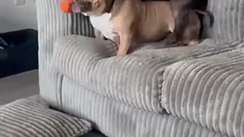 Give me back my ball !!!