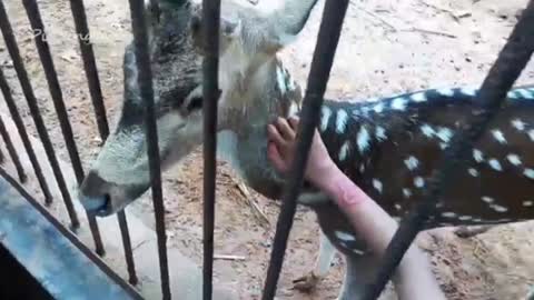 Zoo in Bangladesh