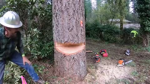 105WOOD WORLD'S BEST TREE FELLING TUTORIAL