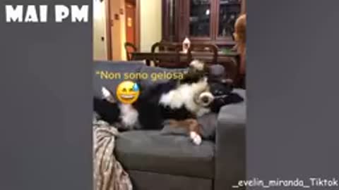 You will laugh at all the DOGS 🤣 Funny DOG Videos 😂🐶2021