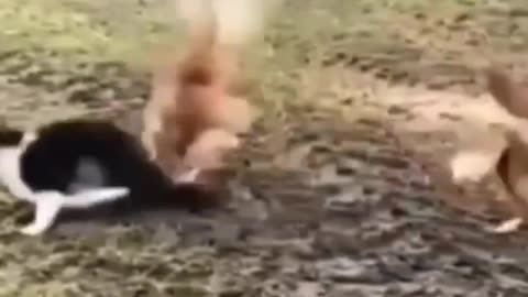 🐔 chicken vs 🐈 cats fight funny 🤣🤣 videos