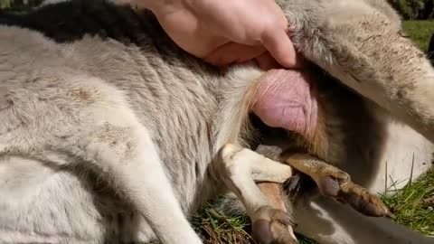 Go Inside a Kangaroo Pouch - Baby Kangaroo 🦘