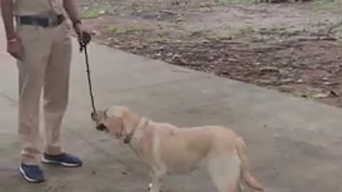 Dog training of India