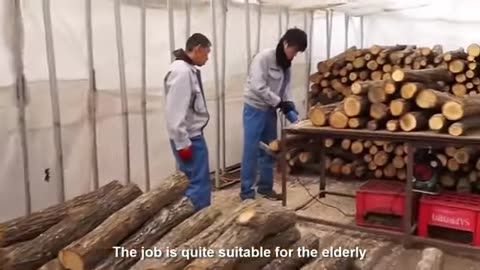 Japan Agriculture Technology Farm: Incredible Forest Mushroom Farming