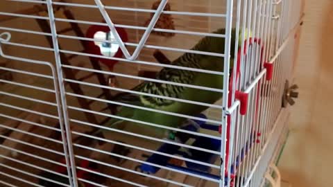 Budgie Mating With a Mirror