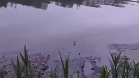 bird in the lake