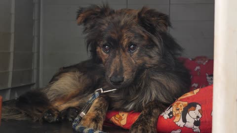 Dog in a kennel