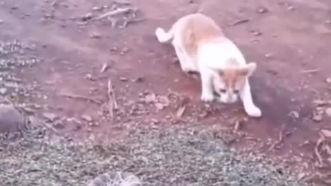 funny animal videos