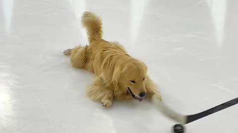 Playing hockey with dog