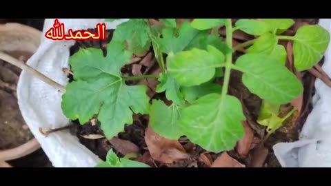 How to grow plants cuttings in a series to