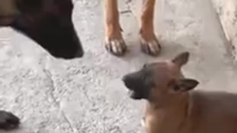 Belgian Malinois Puppy Fighting Back